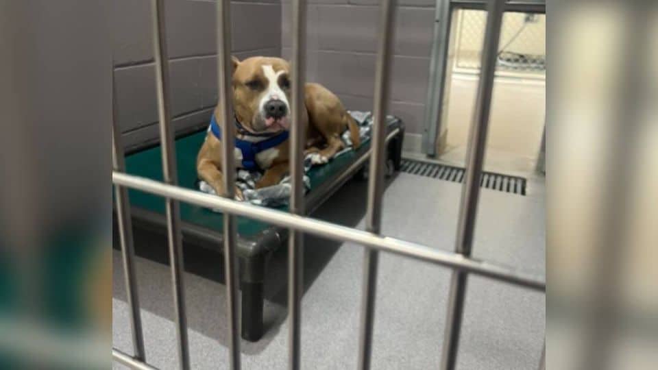 Biggie the Gentle Giant Finally Finds His Forever Home After Months of Waiting