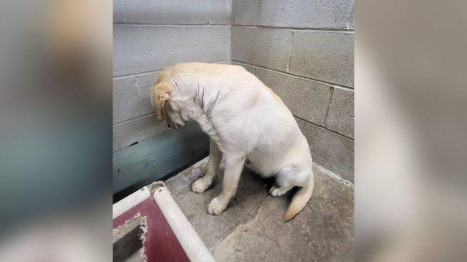 Shaking and Alone, Goldie Faced the Wall as Her Final Hours Drew Closer