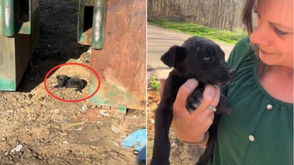 Shaking Puppy Found By Dumpster Learns To Trust Again