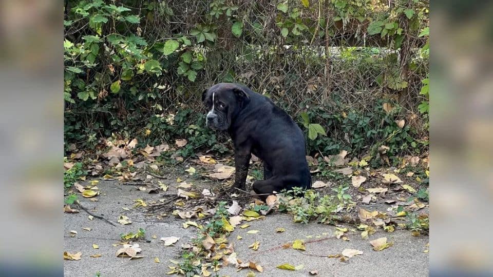 The Frightened Pup Who Learned That Love Can Heal Anything The Frightened Pup Who Learned That Love Can Heal Anything