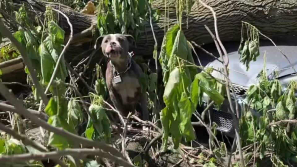 Tornado Survivor Dog Found Chained Beneath Fallen Trees Finds a Forever Home