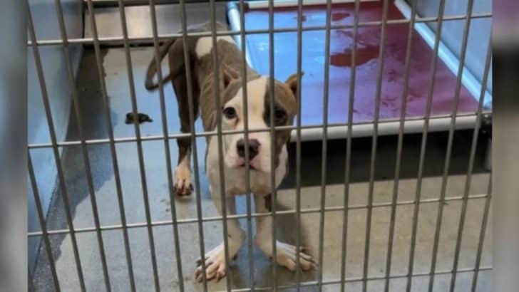 Abandoned Dog With Unique Paws Finds Love and Hope