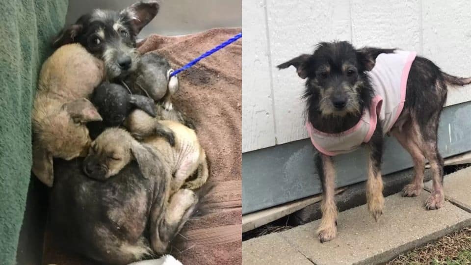 A Struggling Street Dog Fights to Protect Her Puppies Until Help Arrives