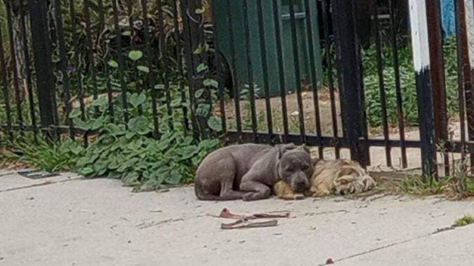 Two Abandoned Dogs Who Refused To Leave Each Other’s Side Finally Find Hope