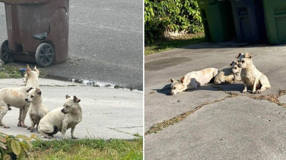 A Trio of Terrified Puppies Held On to Love Until Rescue Came