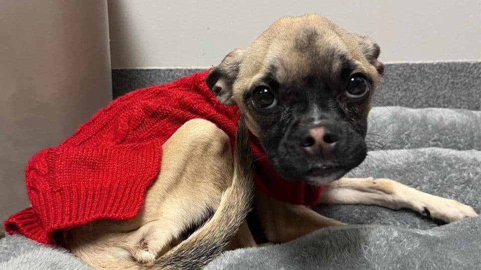 Starving Puppy Sprout Found During Traffic Stop Now Fighting For Her Life