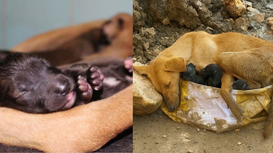 Rescuers Save Exhausted Mama Dog Giving Birth Alone in the Rubble