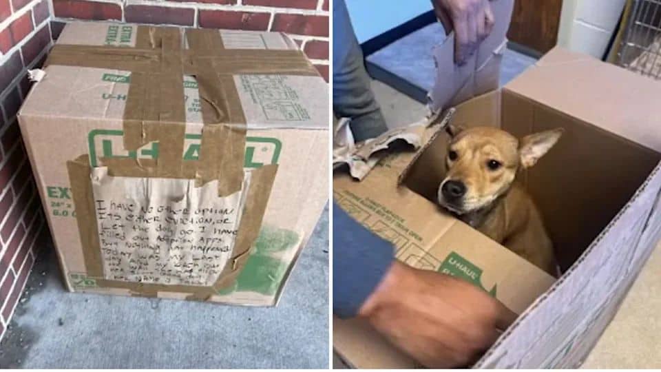 A Gentle Dog Left In A Box With A Note And A Broken Heart