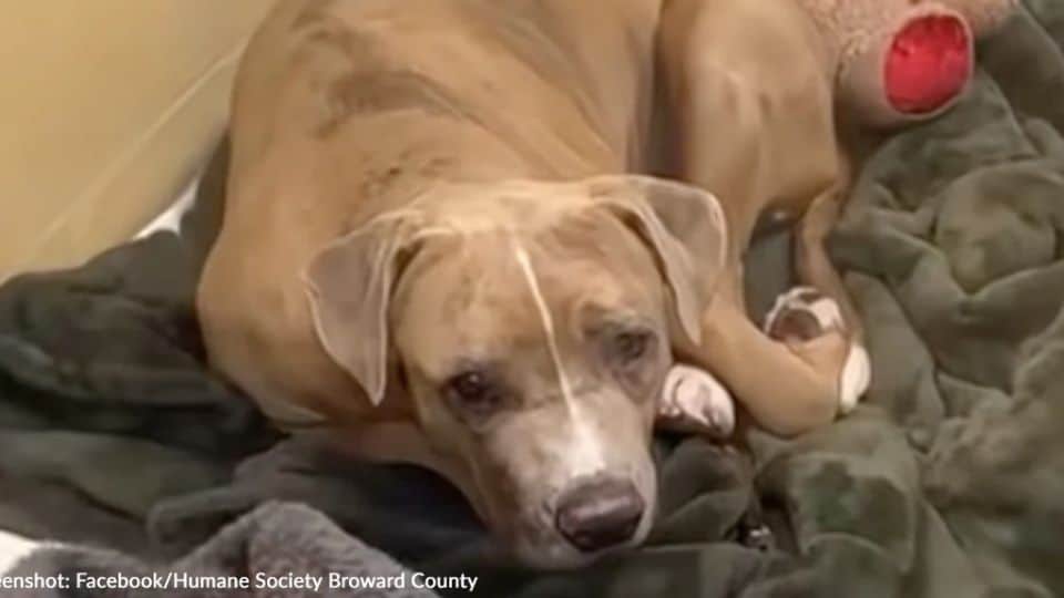 This Shelter Dog Has Never Felt Safe Inside Her Entire Life