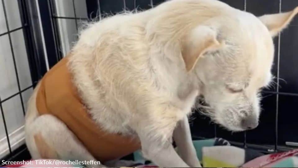 A Dog Gave 14 Years of Love and Was Abandoned at the End