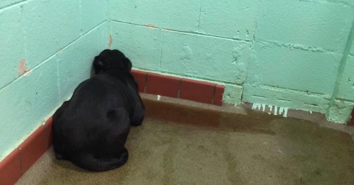 Fear Left This Dog Frozen Against The Shelter Wall For Hours