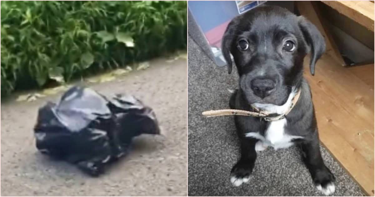 Teacher Finds Puppy Tied Inside Trash Bag On Quiet Country Road