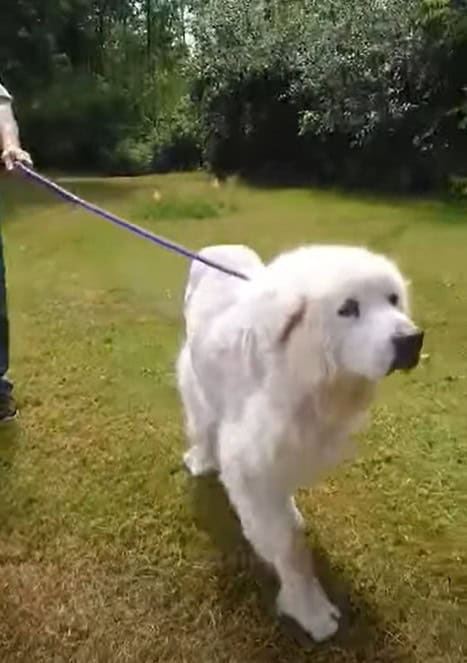 Senior Dog Was Left Outside A Shelter With A Note That Broke Every Heart