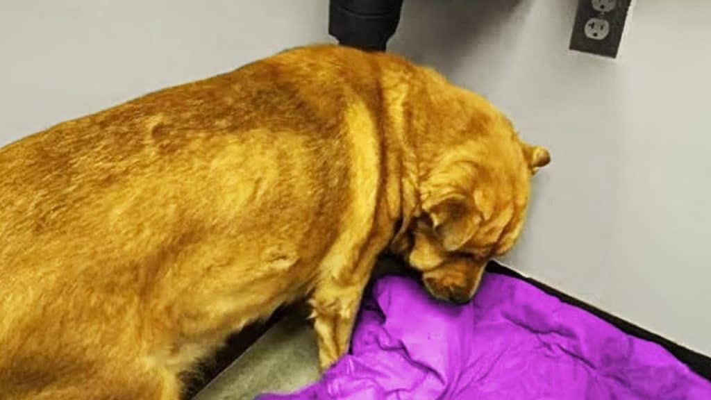 They Called Him the Saddest Dog in Detroit After He Lost Everything - photo 1