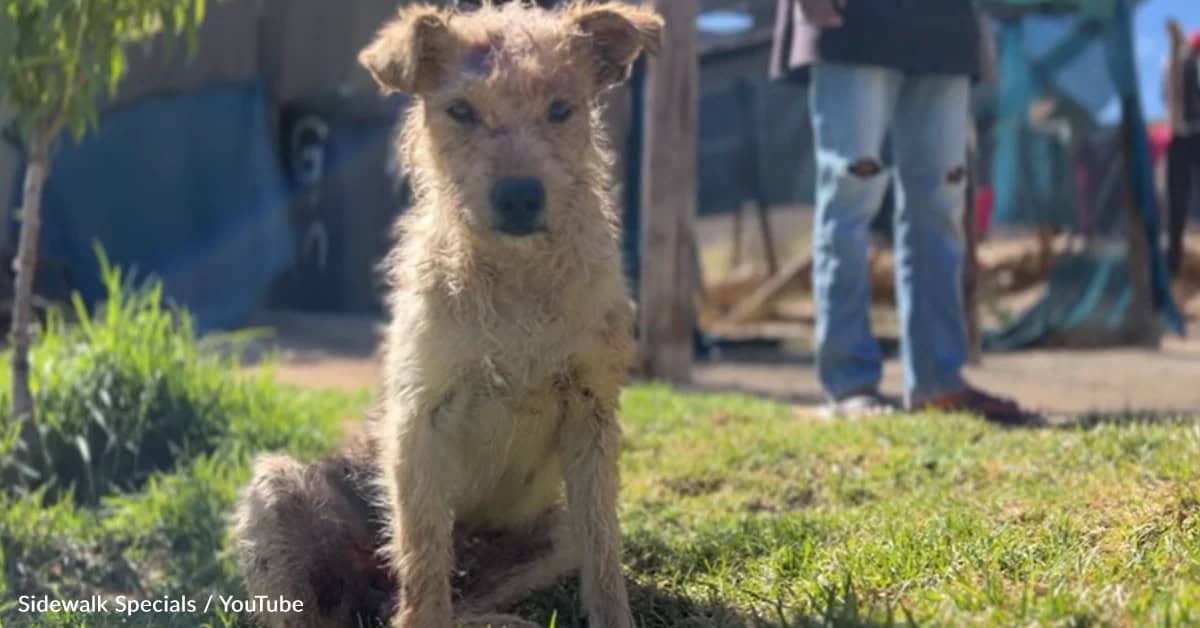 Small Dog Nearly Dies After Backyard Attack, But Love Refuses To Let Him Go