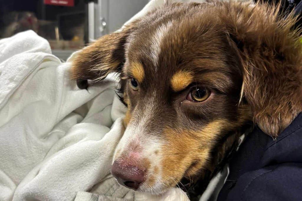 Family Watches In Tears As Their Puppy Stands Stranded On Ice - photo 1