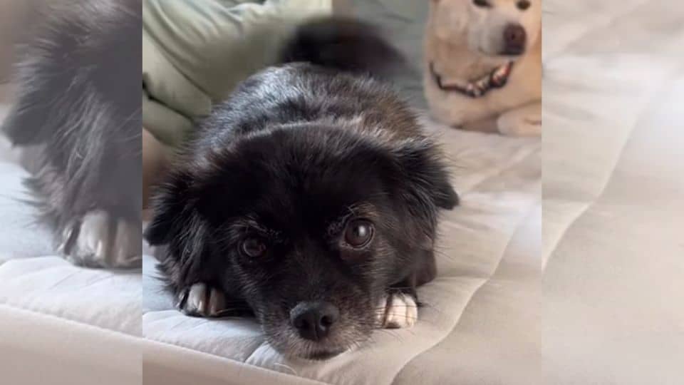 Street Pup Finally Sleeps Safe After Someone Chose Him