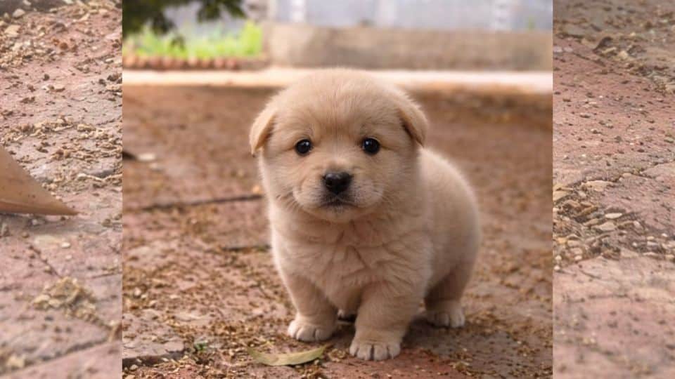 Tiny Abandoned Pup Wobbles Alone On Cold Wet Bricks