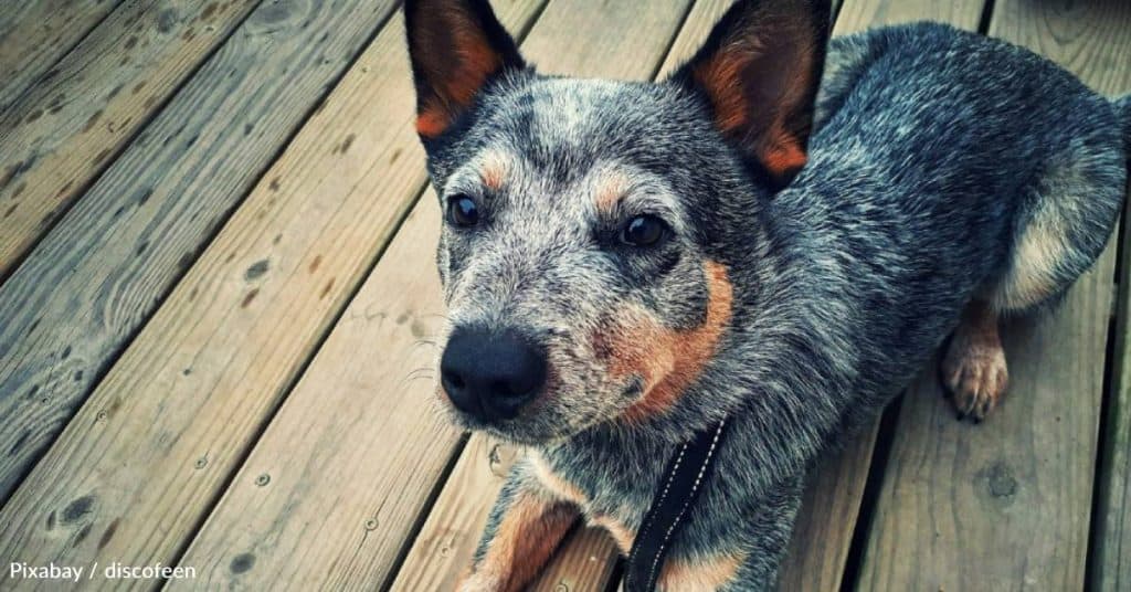 Shaking Shelter Dog Thought Love Was Gone Forever