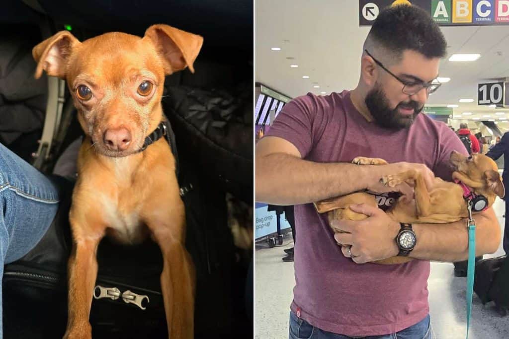 Missing Chihuahua Returns Home After 5 Years Away - photo 1