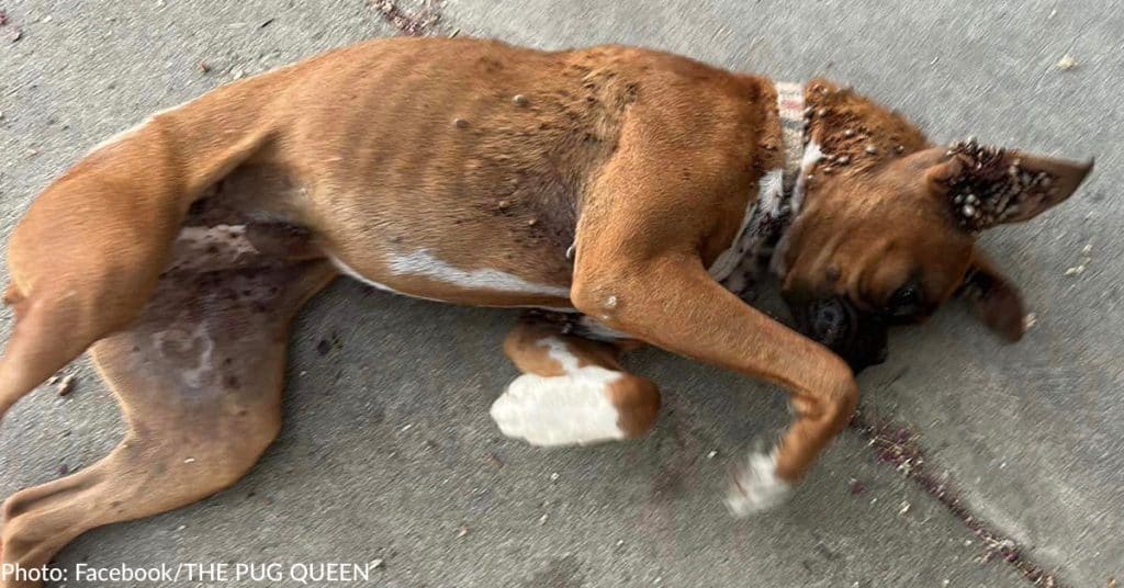 Boxer Puppy Collapses From Exhaustion After Being Covered In Ticks - photo 1