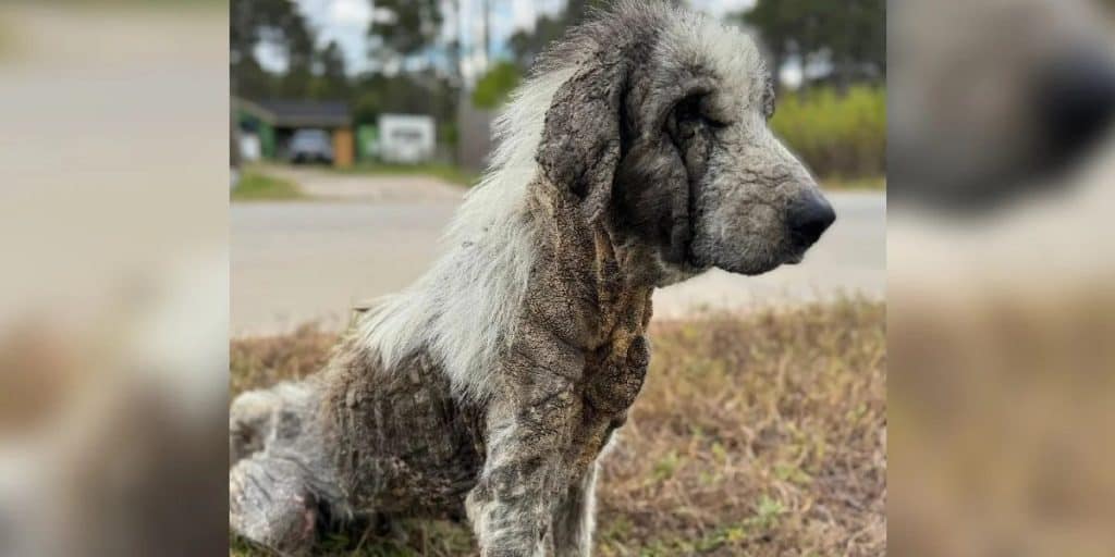 Ghost Dog Wanders Texas Streets For Years Until One Woman Stops - photo 1