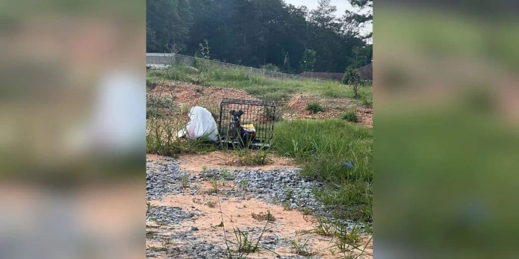 Uber Driver Stops For A Crate By The Road And Finds A Terrified Puppy Inside - photo 1