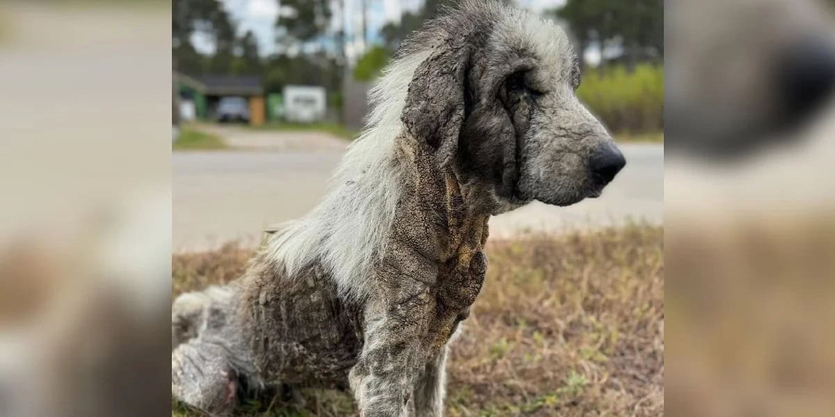 Ghost Dog Wanders Texas Streets For Years Until One Woman Stops