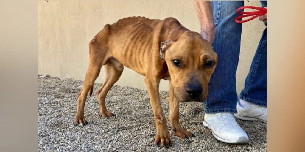 Shelter’s Skinniest Dog Finds Love And Becomes Unrecognizable - photo 1