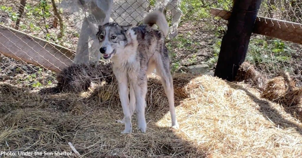 Sick Dog Found in a Destroyed Barn Still Wagged Her Tail in Pain - photo 1