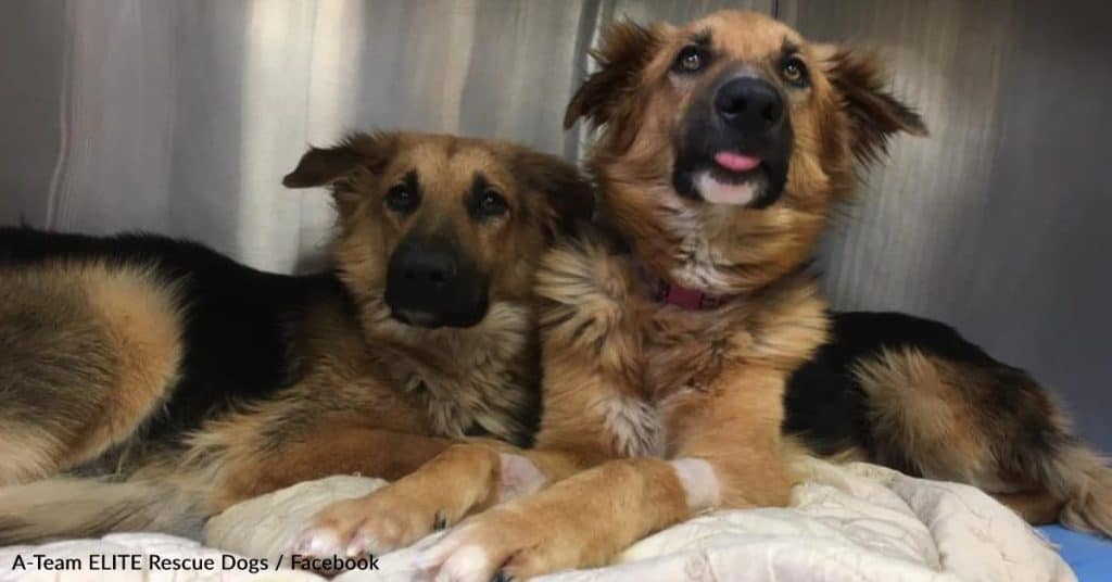 Dog Brothers Cling To Each Other Inside A Texas High Kill Shelter - photo 1