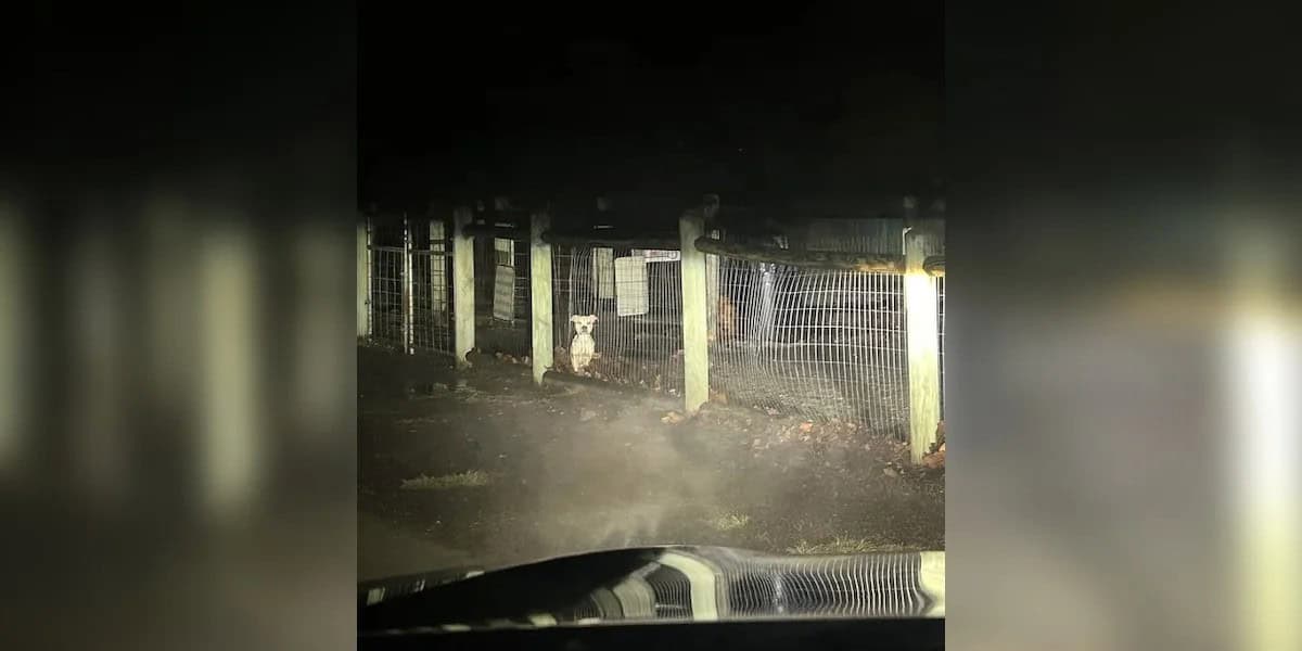 Heartbroken Dog Trapped In A Locked Park Begging For Help In The Dark