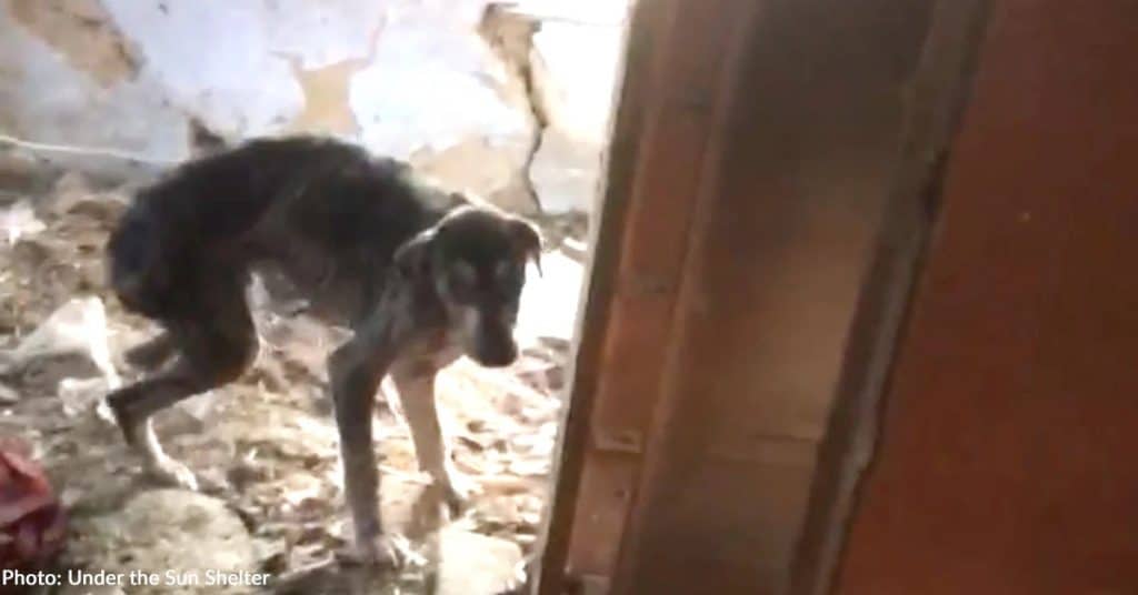 Rescuers Found A Broken Dog In Rubble And Gave Him His Life Back - photo 1