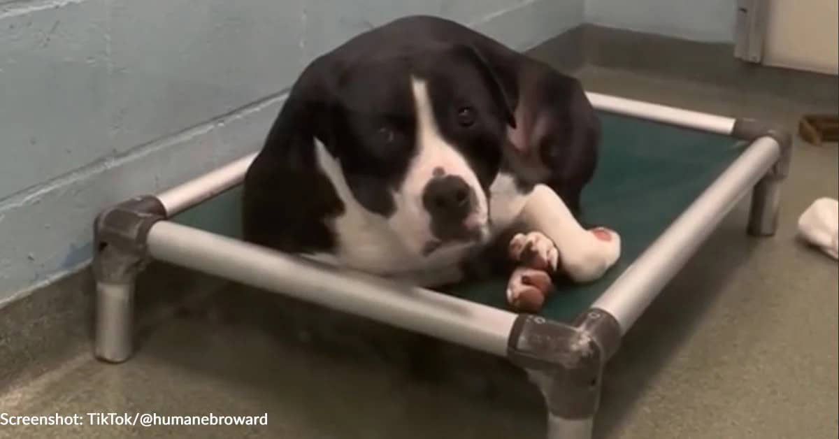 Sweet Shelter Dog Was Promised A Home But Nobody Came Back
