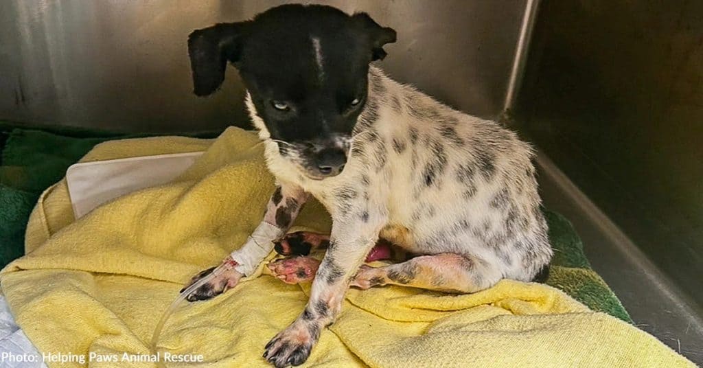 Tiny Chihuahua Found Broken On Road Fights To Stay Alive - photo 1