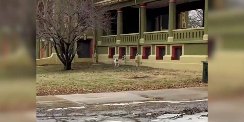 Woman Hears Crying In The Cold And Finds A Dog Who Still Believes In Love - photo 1