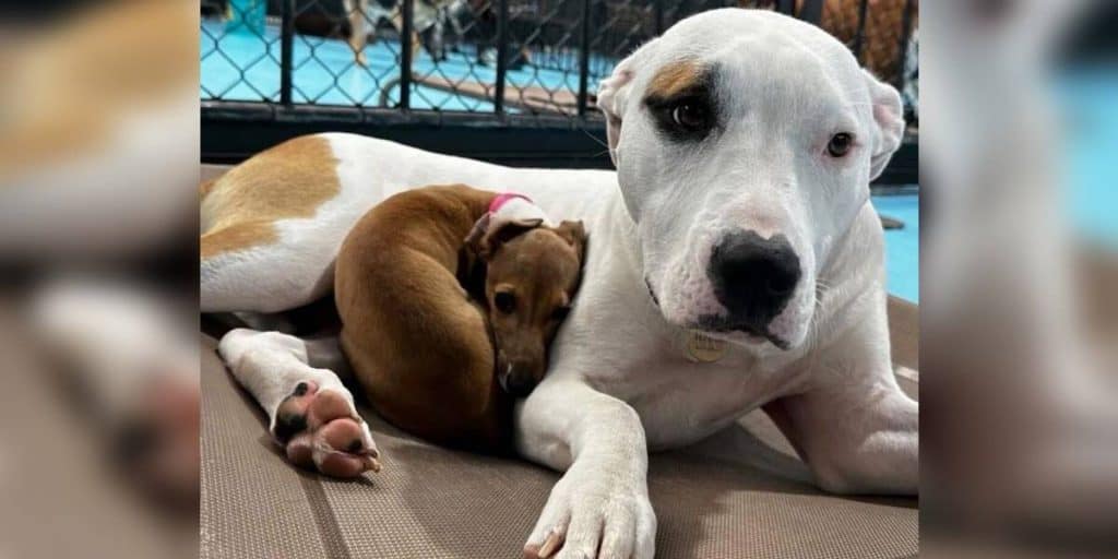 Small Pup Finds Comfort Sleeping On Huge Dogs And Melts Hearts Daily - photo 1