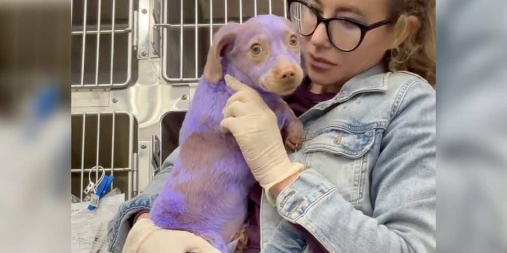 Purple Puppy With Burned Ears Finally Finds The Love He Always Deserved - photo 1