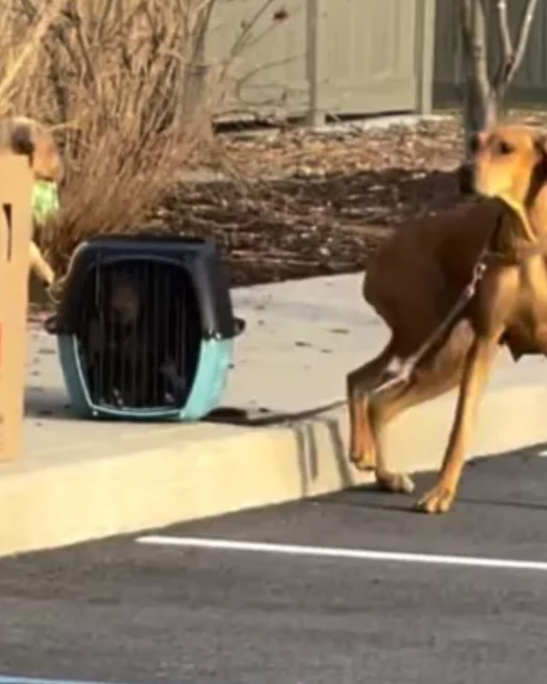 Nora rescue photo
