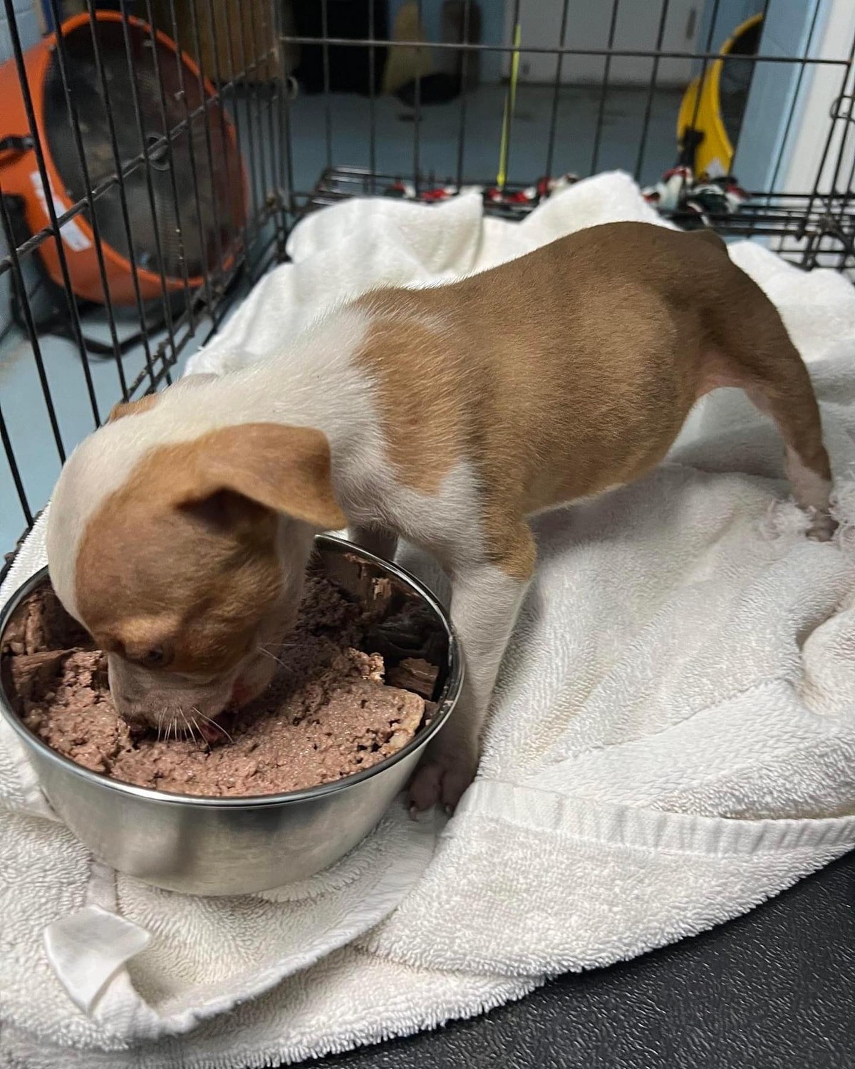 Gibbs rescue photo