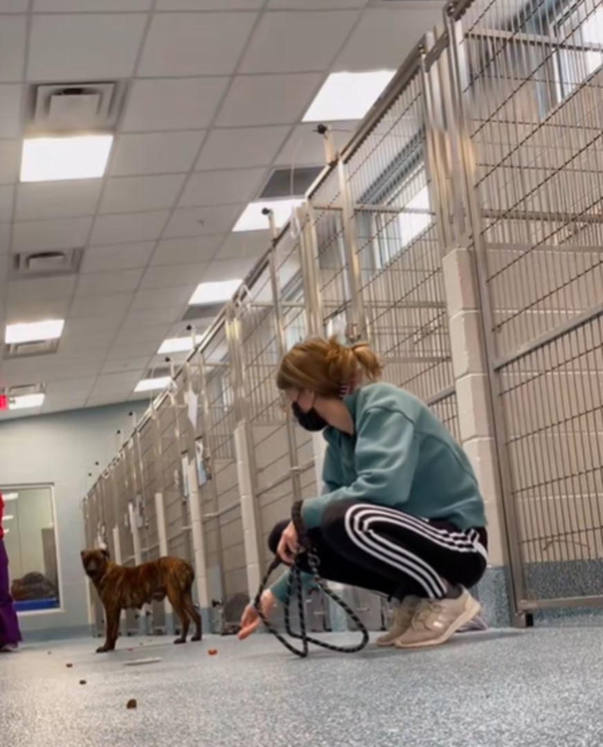 Mulan rescue photo