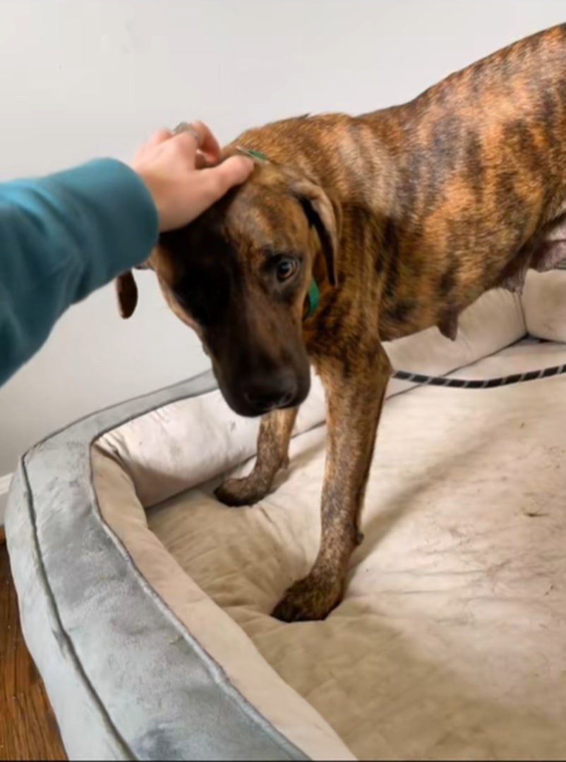 Mulan rescue photo