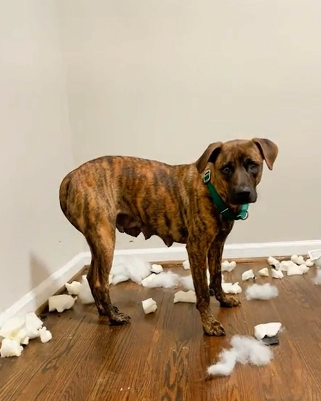 Mulan rescue photo