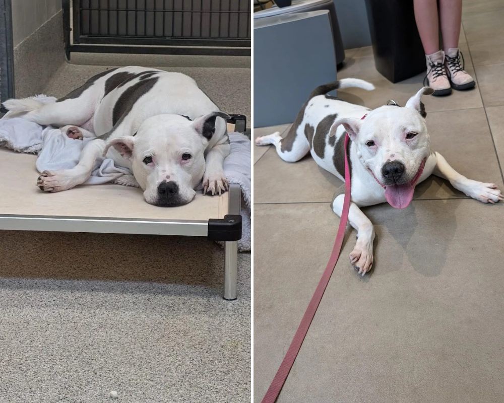 Mara rescue photo