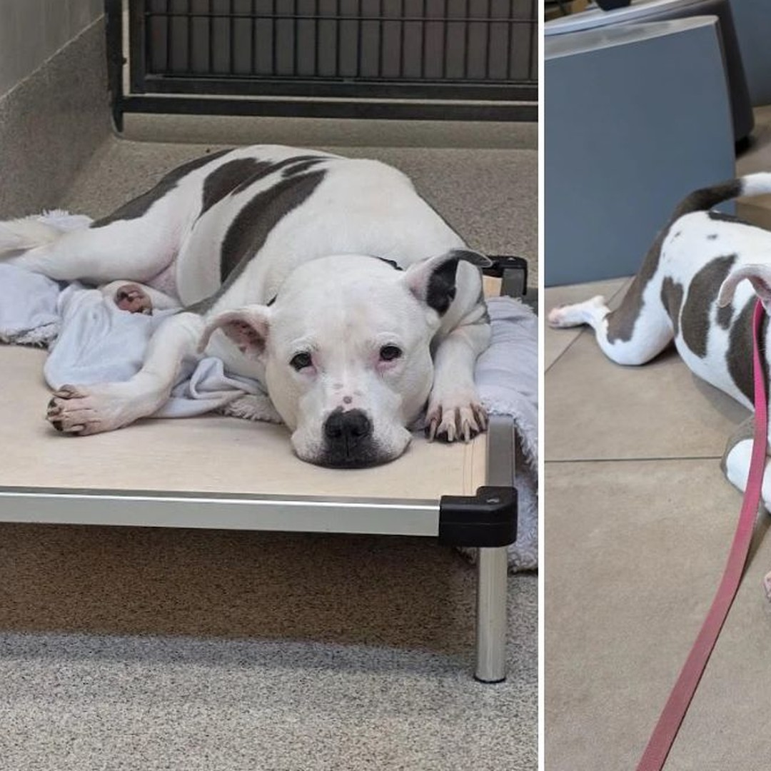 Mara rescue photo