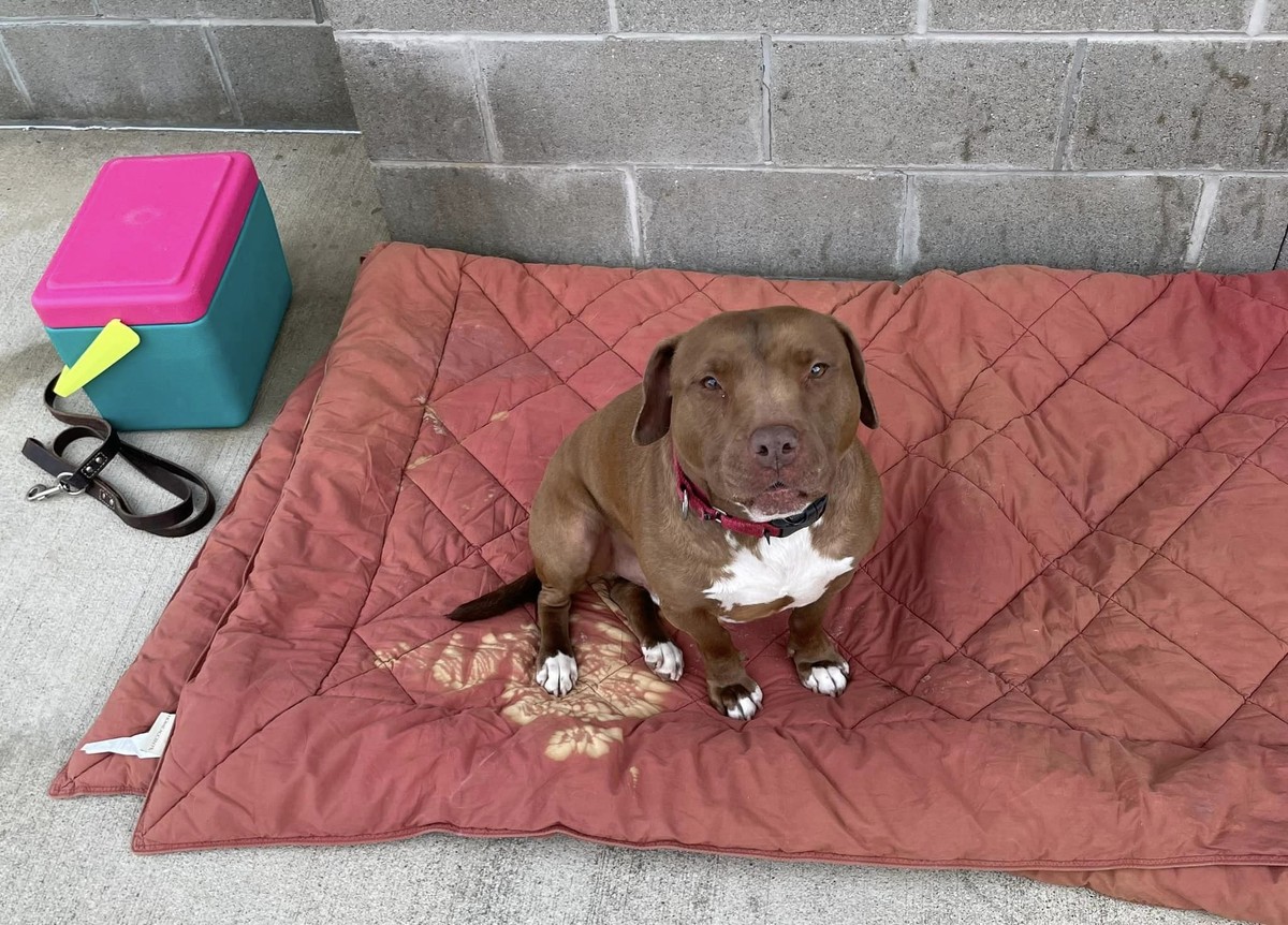 Billy Bob rescue photo