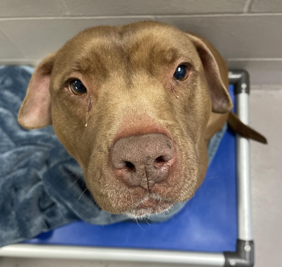 Billy Bob rescue photo