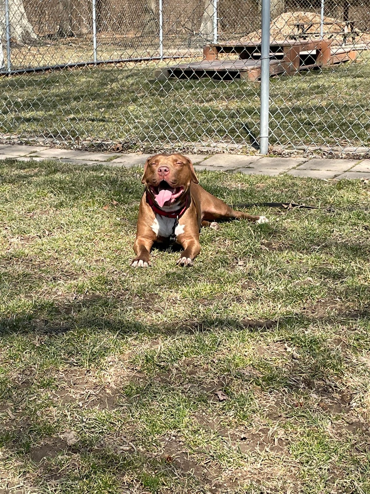 Billy Bob rescue photo
