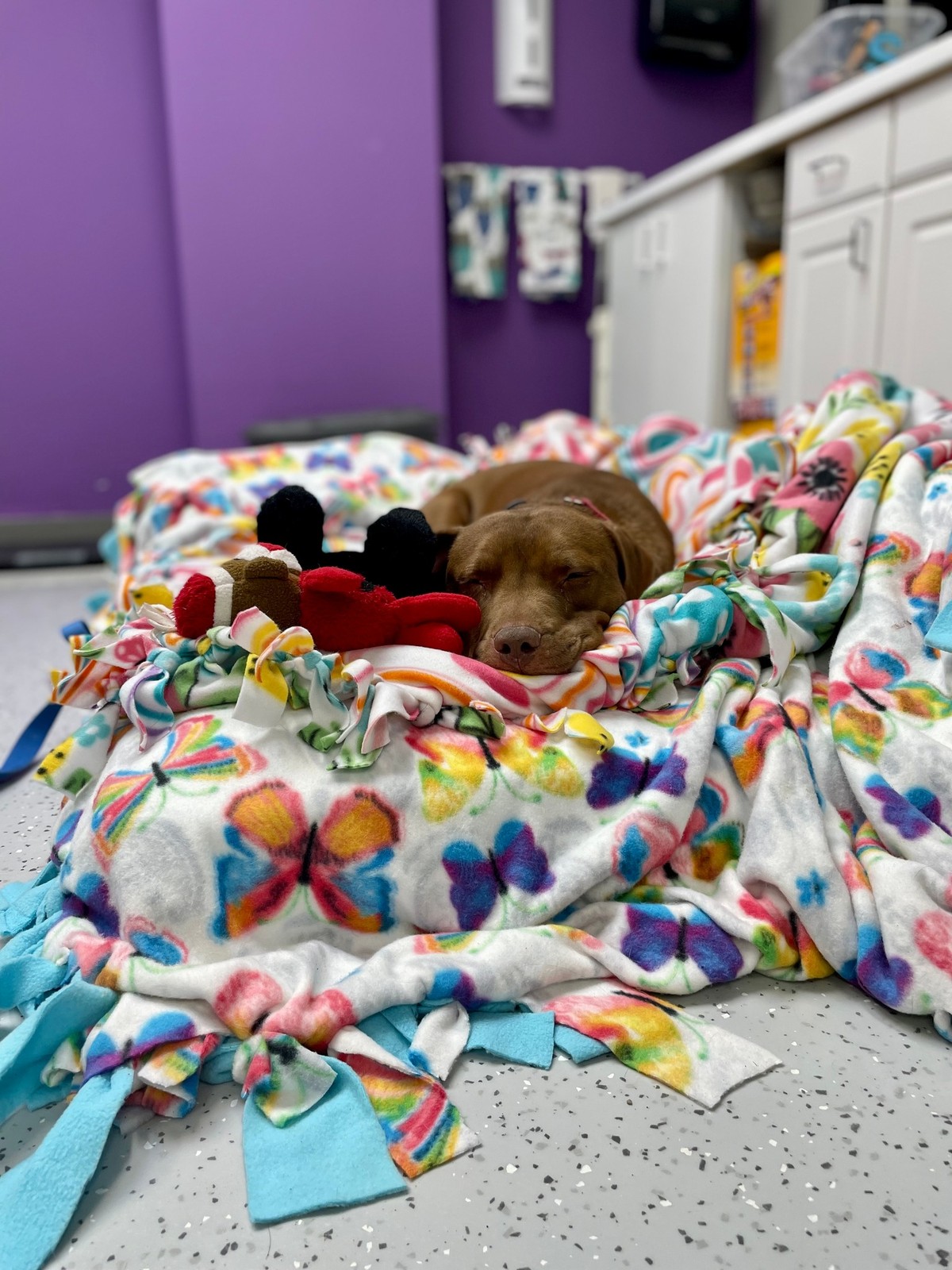 Billy Bob rescue photo