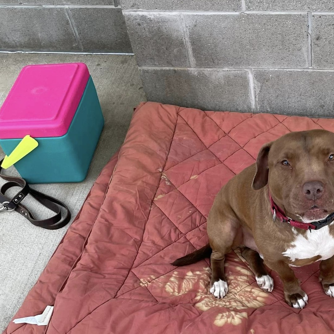 Billy Bob rescue photo